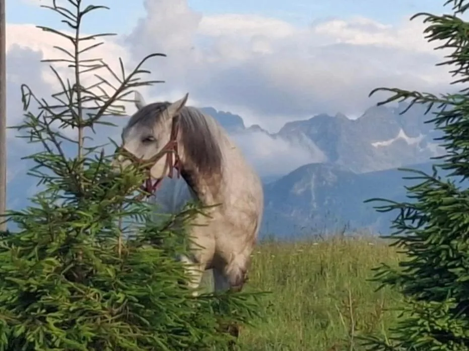 Konukevi Mala Bawaria Otel Zakopane Polonya